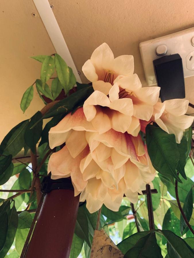 Spring Homestead Howard Springs Εξωτερικό φωτογραφία